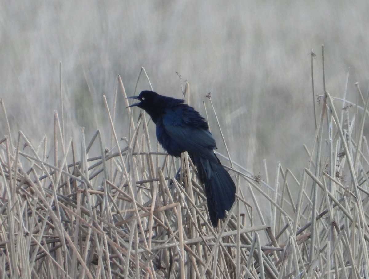 Great-tailed Grackle - ML616374700