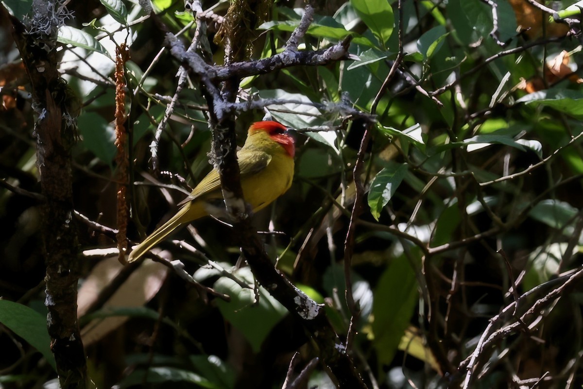 Red-headed Tanager - ML616374825