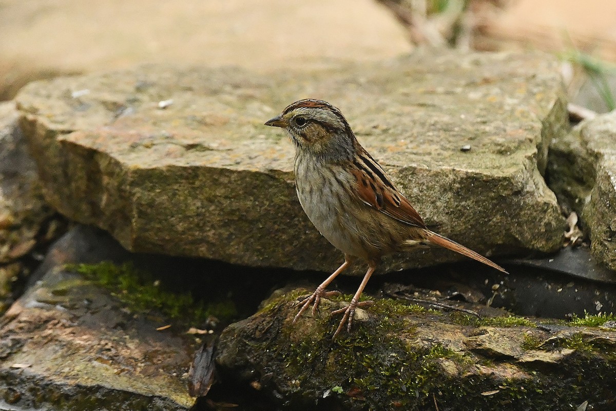 Swamp Sparrow - ML616374905