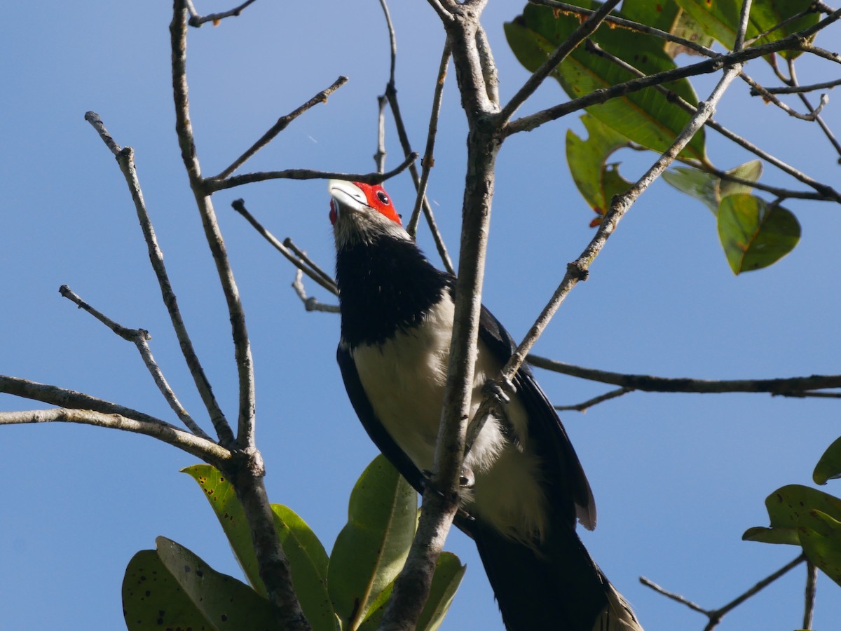 Red-faced Malkoha - ML616375178