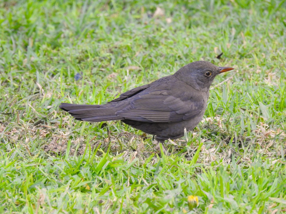 Eurasian Blackbird - ML616375179