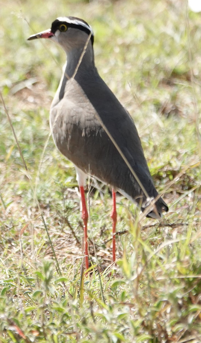 Crowned Lapwing - ML616375237