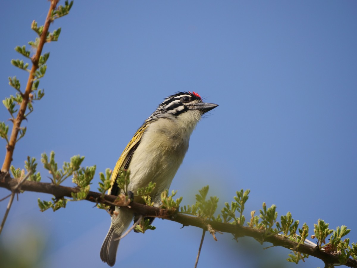 Red-fronted Tinkerbird - ML616375260