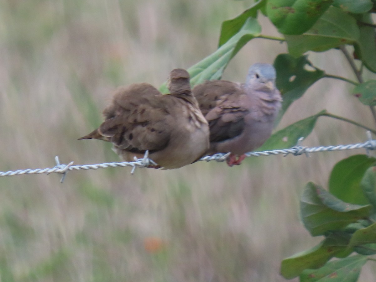 Plain-breasted Ground Dove - ML616375293