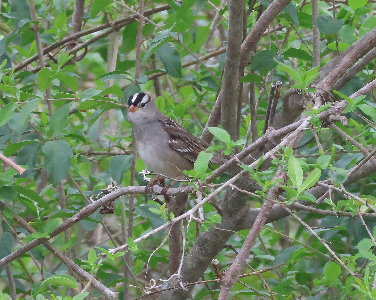 White-crowned Sparrow - ML616375303