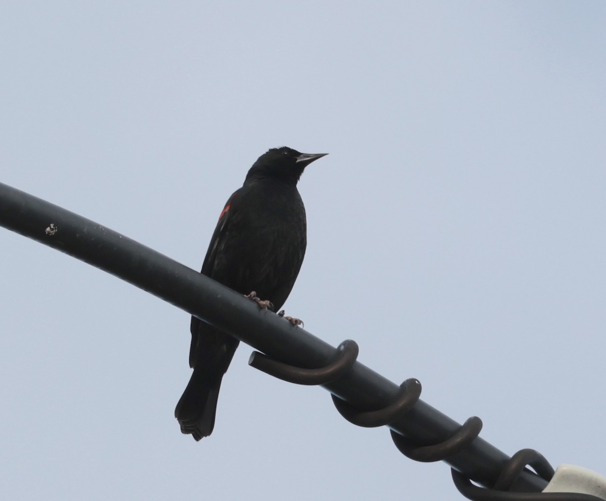 Red-winged Blackbird - ML616375385