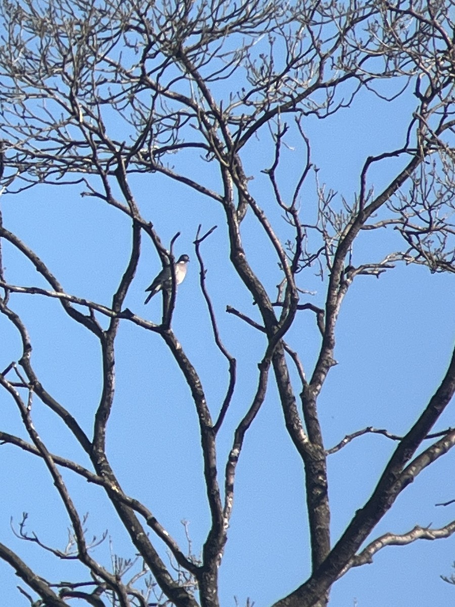Common Wood-Pigeon - ML616375422