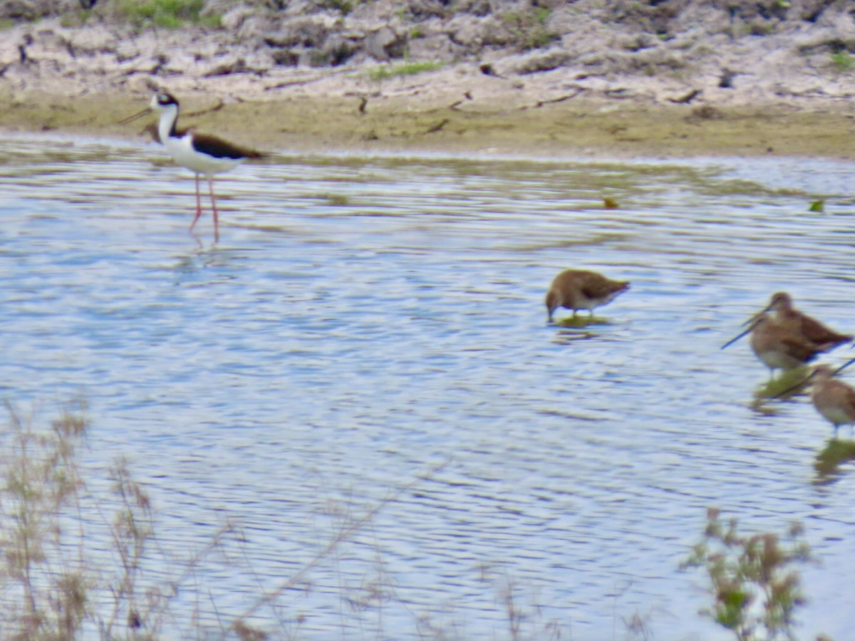 Long-billed Dowitcher - ML616375427