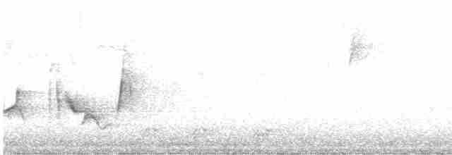 White-eyed Vireo - ML616375441
