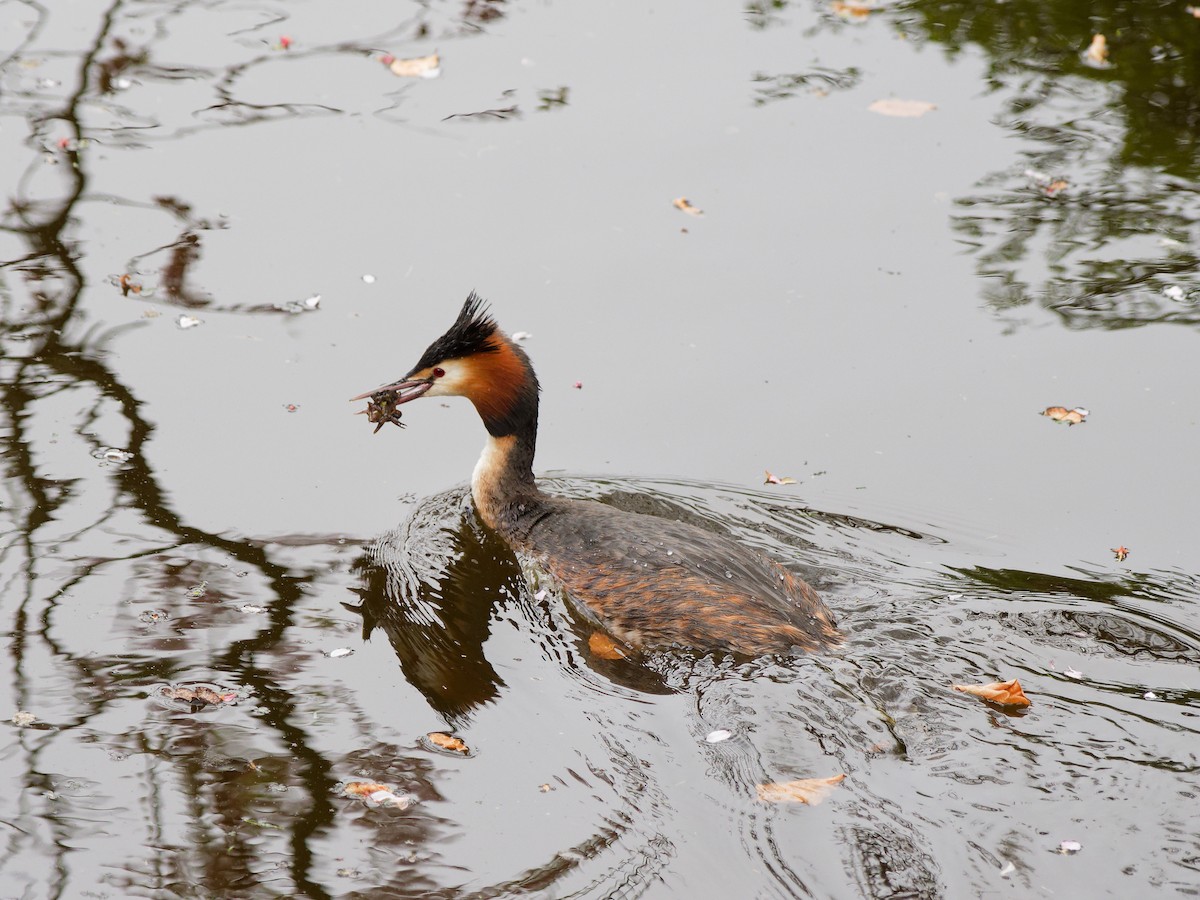 Great Crested Grebe - ML616375613