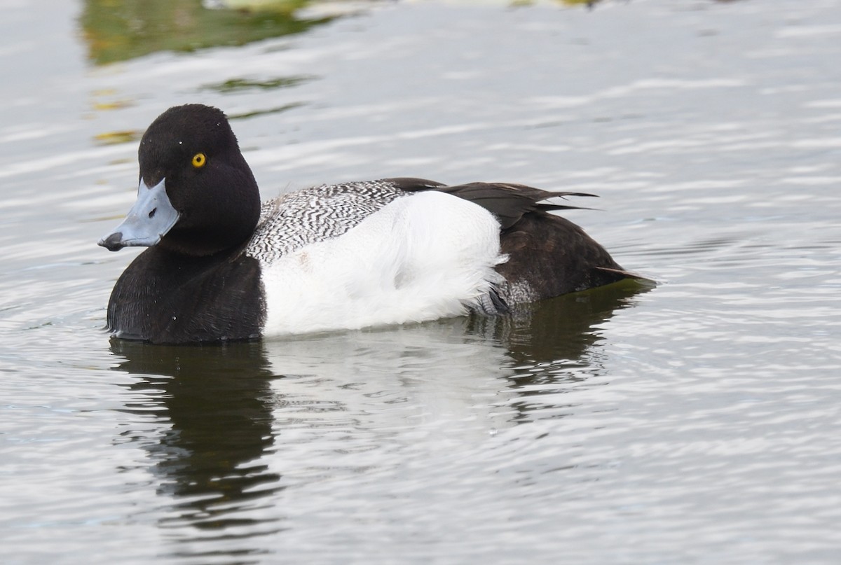 Greater Scaup - ML616375661