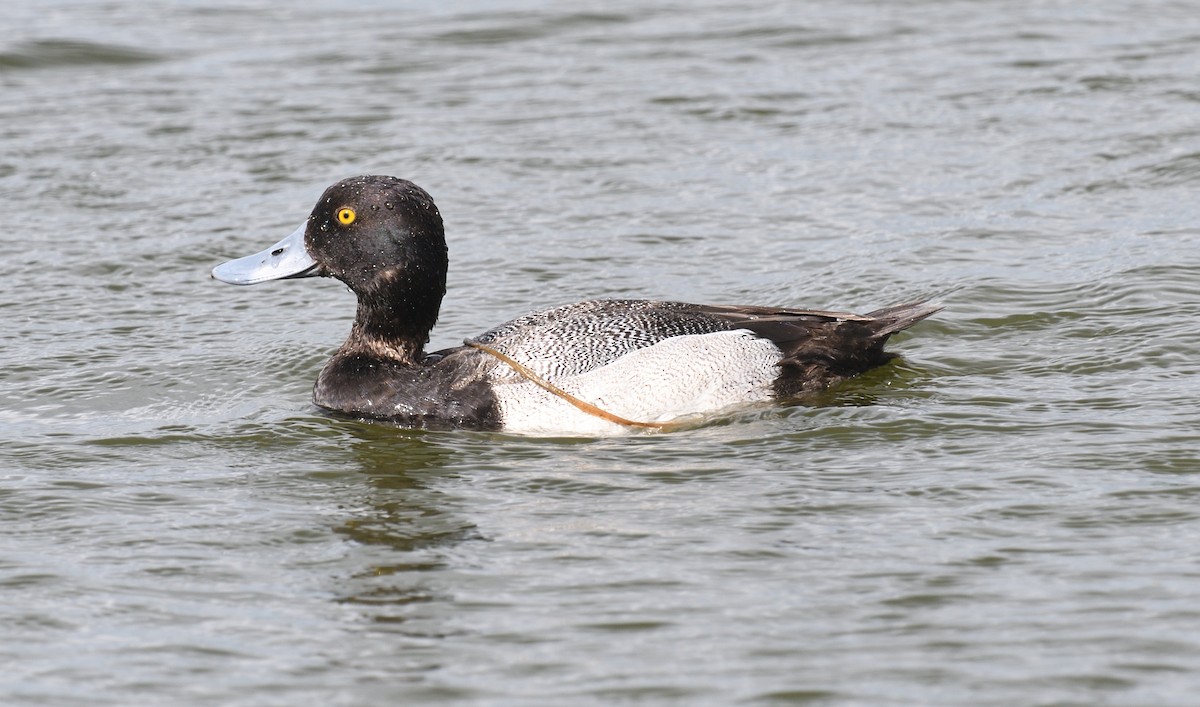 Greater Scaup - ML616375662