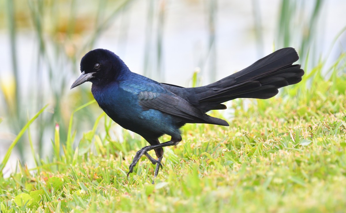 Boat-tailed Grackle - ML616375698