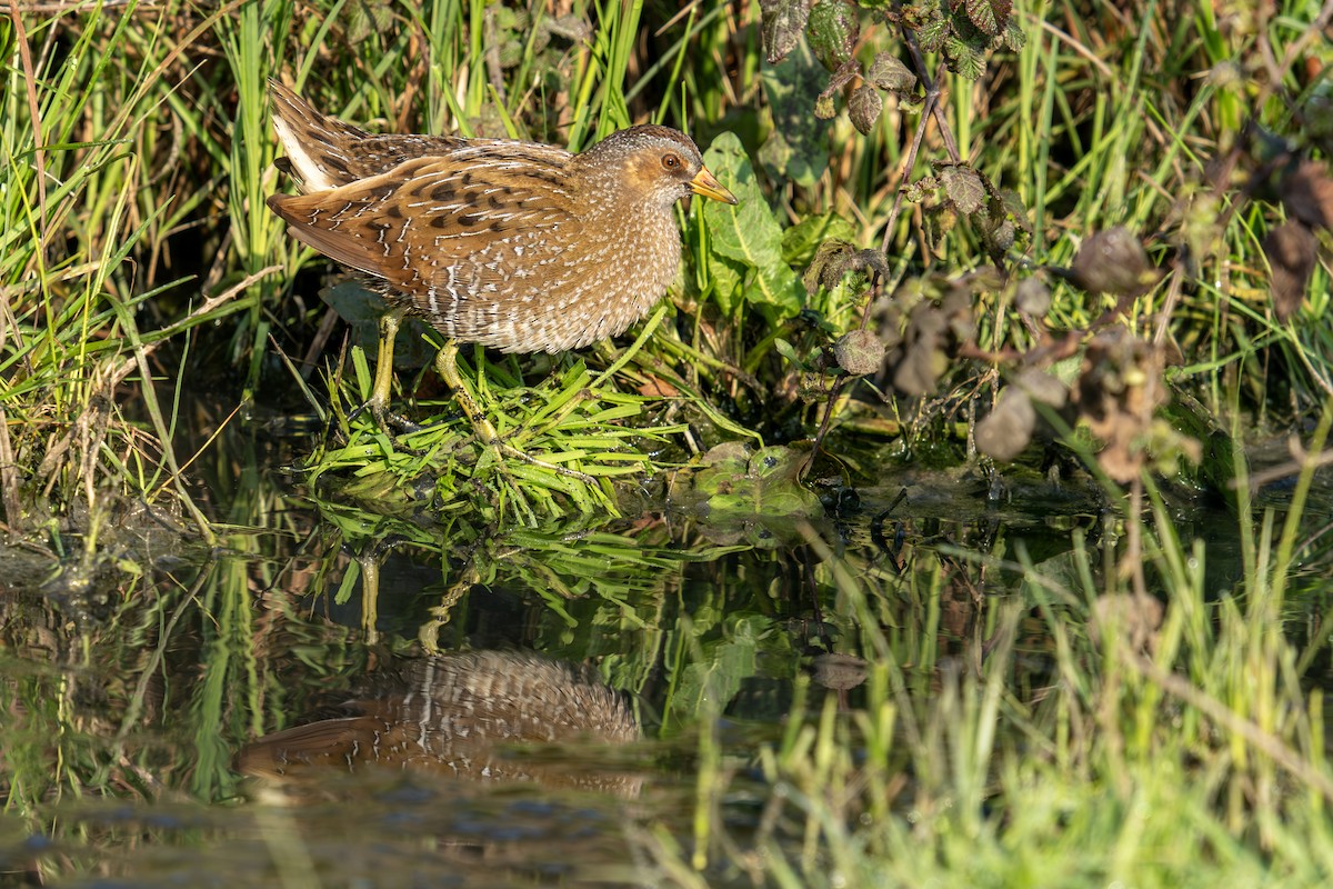 Spotted Crake - ML616375924