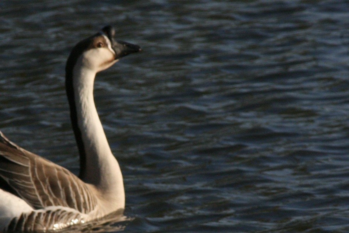 Swan Goose (Domestic type) - ML616376016