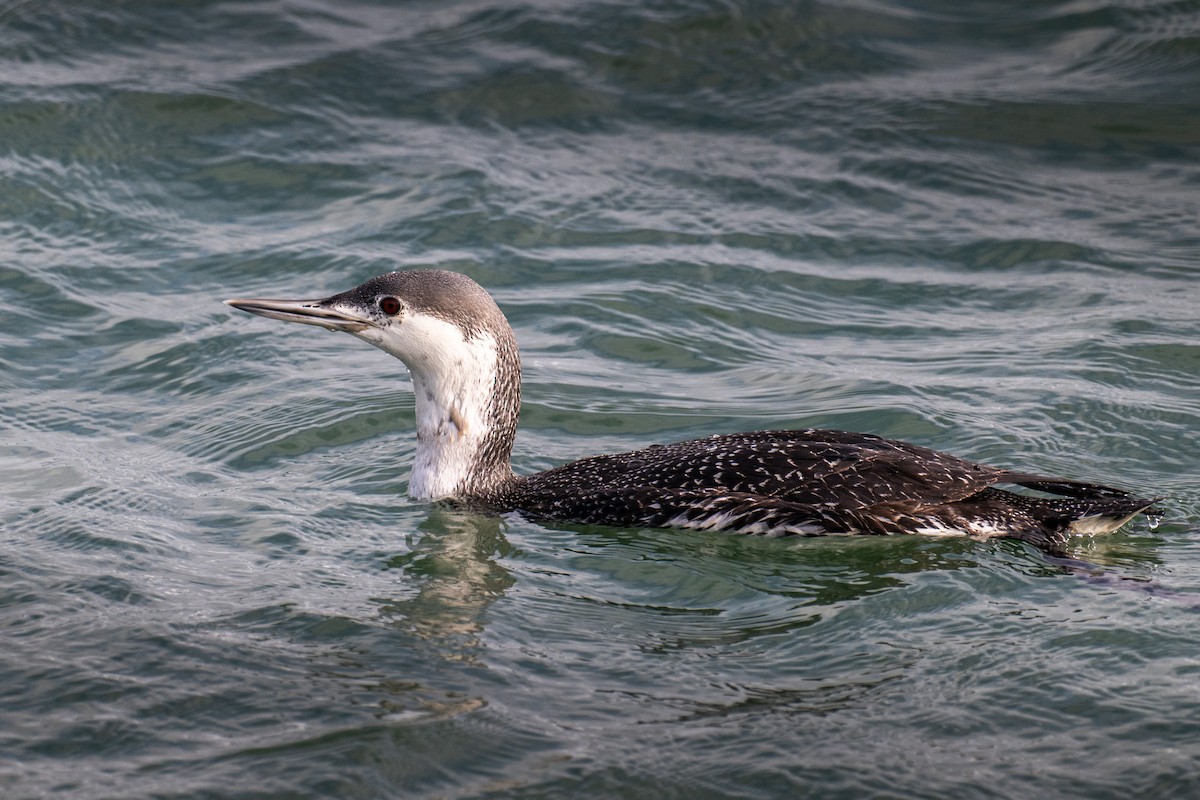 Red-throated Loon - ML616376021