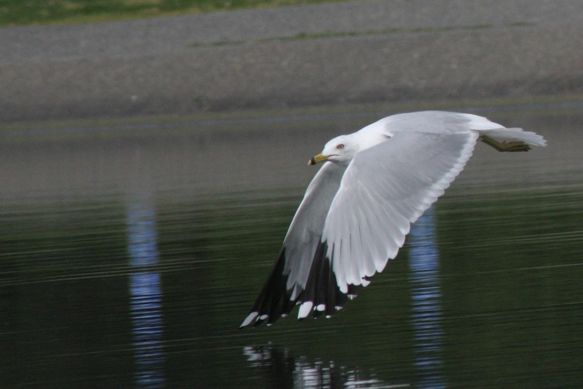 Ring-billed Gull - Townes Stanley