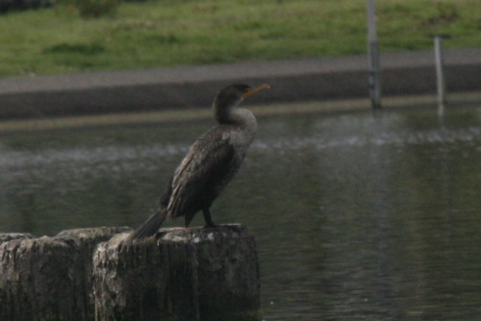 Double-crested Cormorant - Townes Stanley