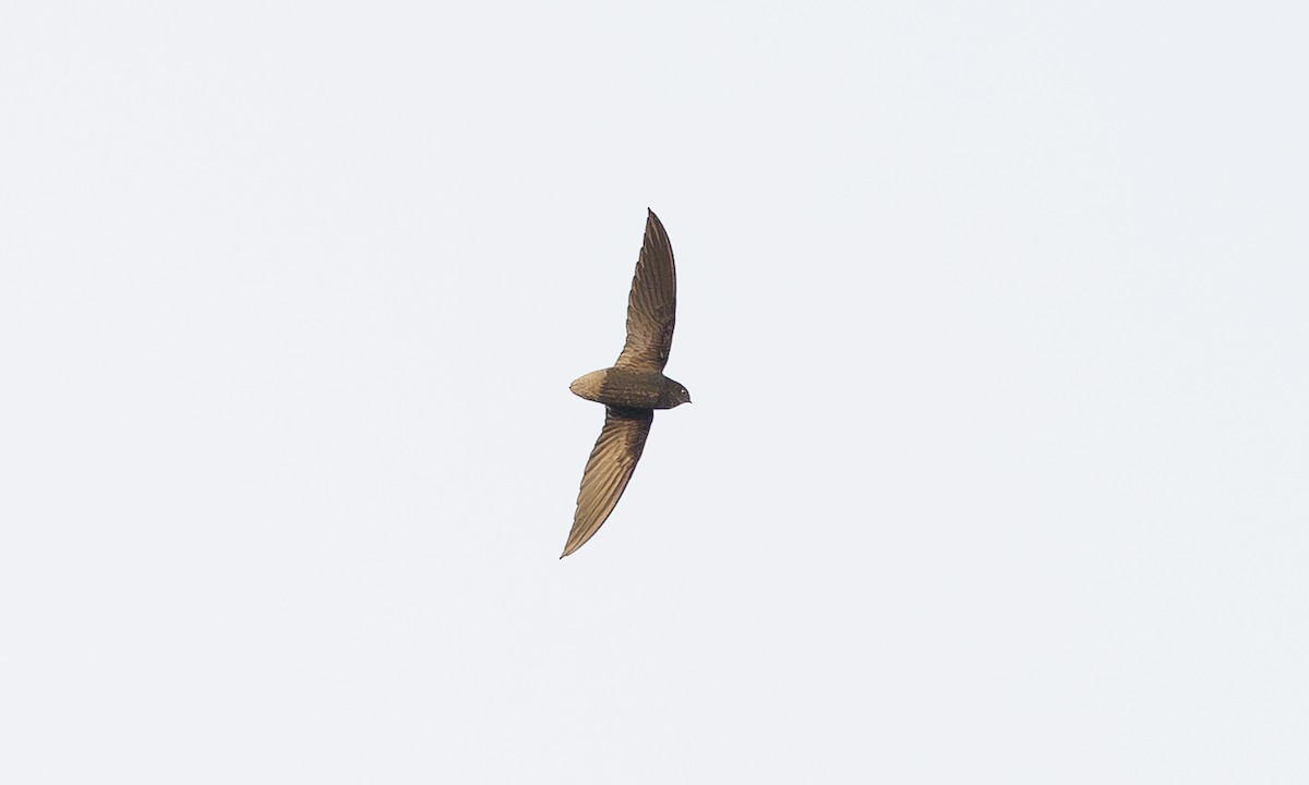 Short-tailed Swift - ML616376159