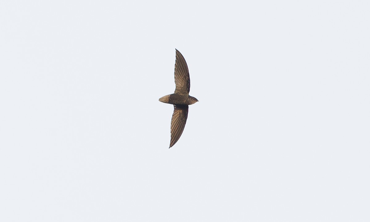 Short-tailed Swift - ML616376160