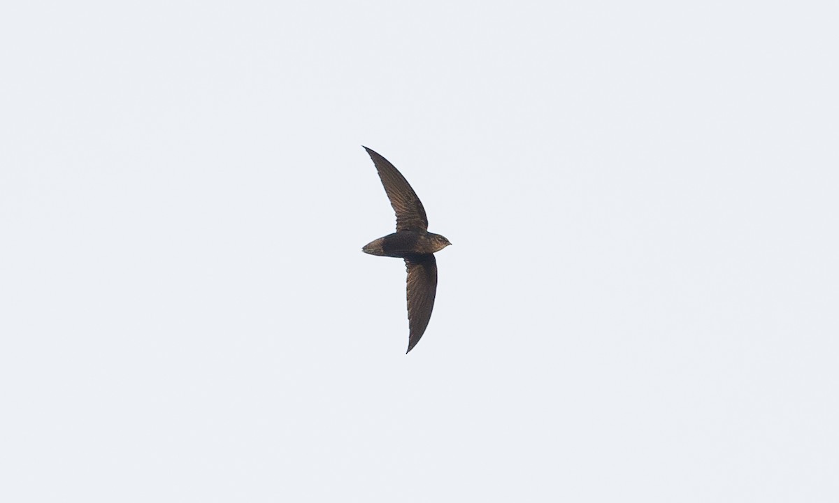 Short-tailed Swift - ML616376163