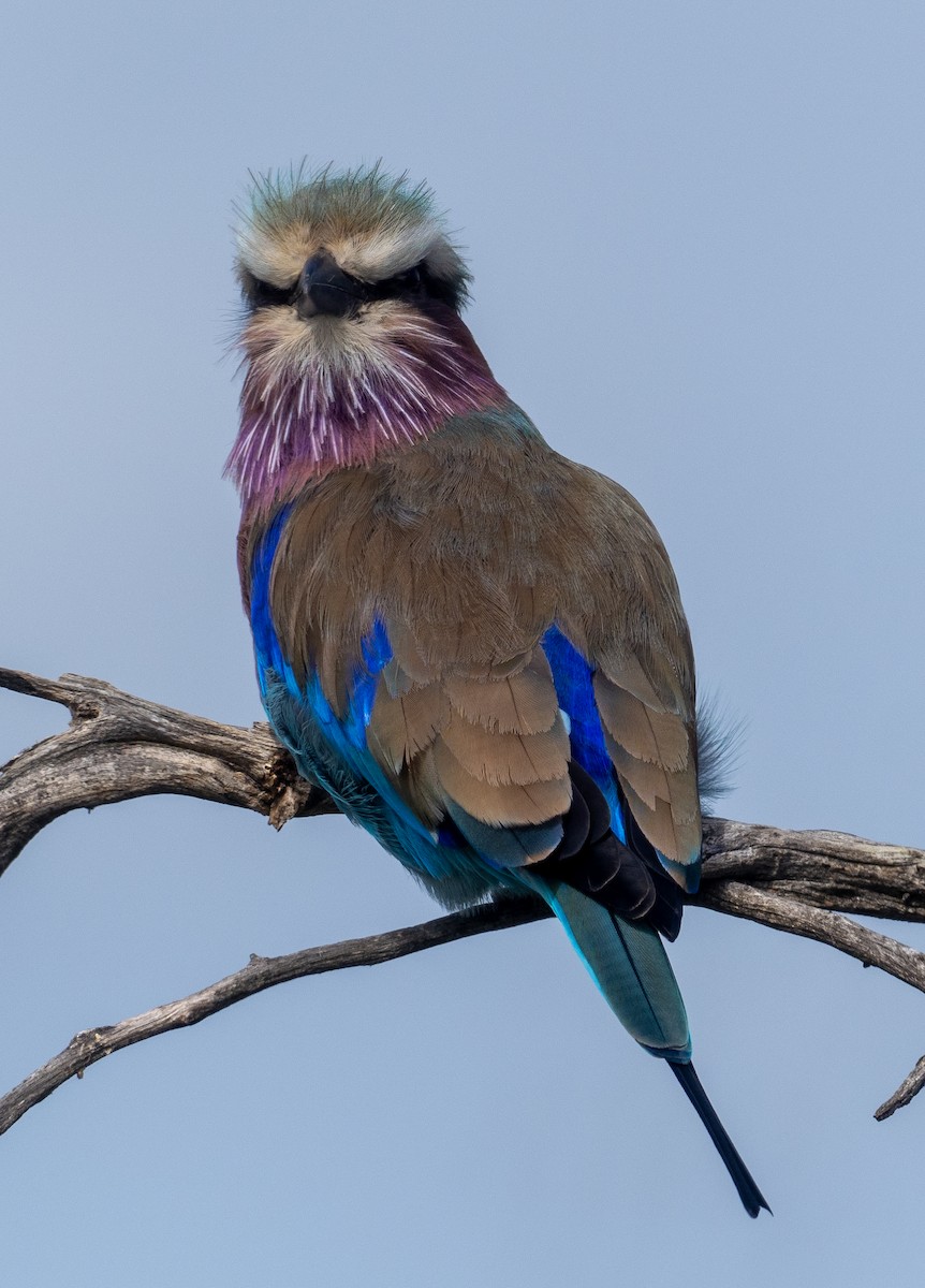 Lilac-breasted Roller - ML616376255