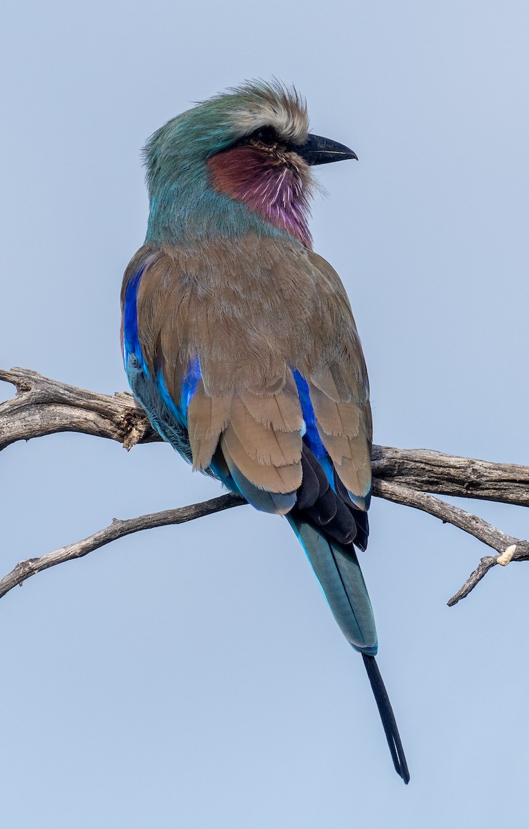 Lilac-breasted Roller - ML616376260
