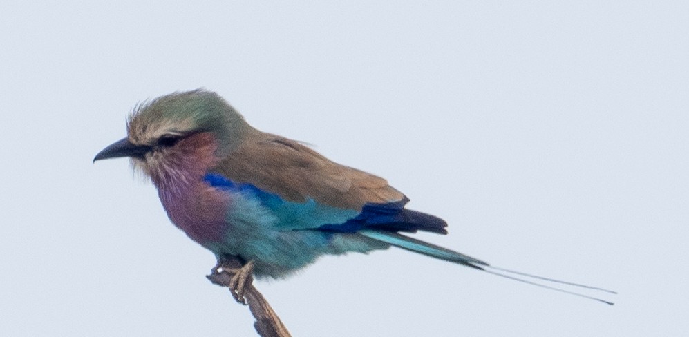 Lilac-breasted Roller - ML616376269