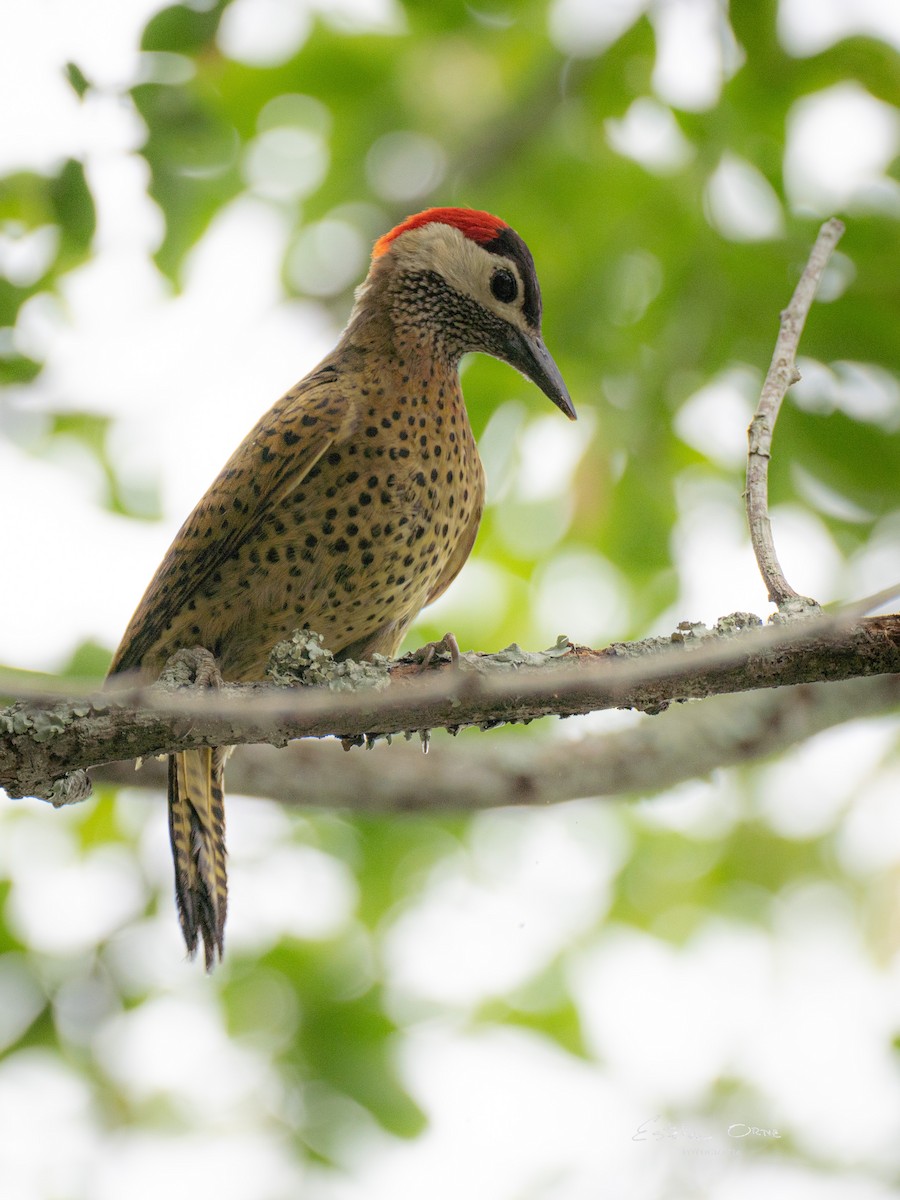 Spot-breasted Woodpecker - ML616376281