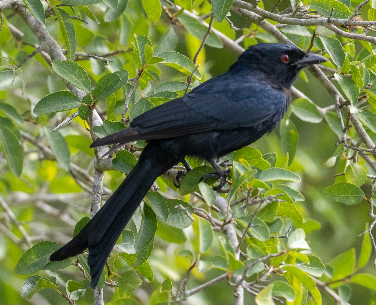 Fork-tailed Drongo - ML616376292