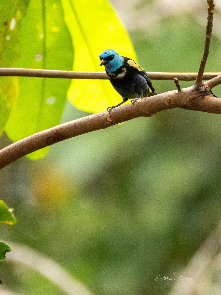 Blue-necked Tanager - ML616376298