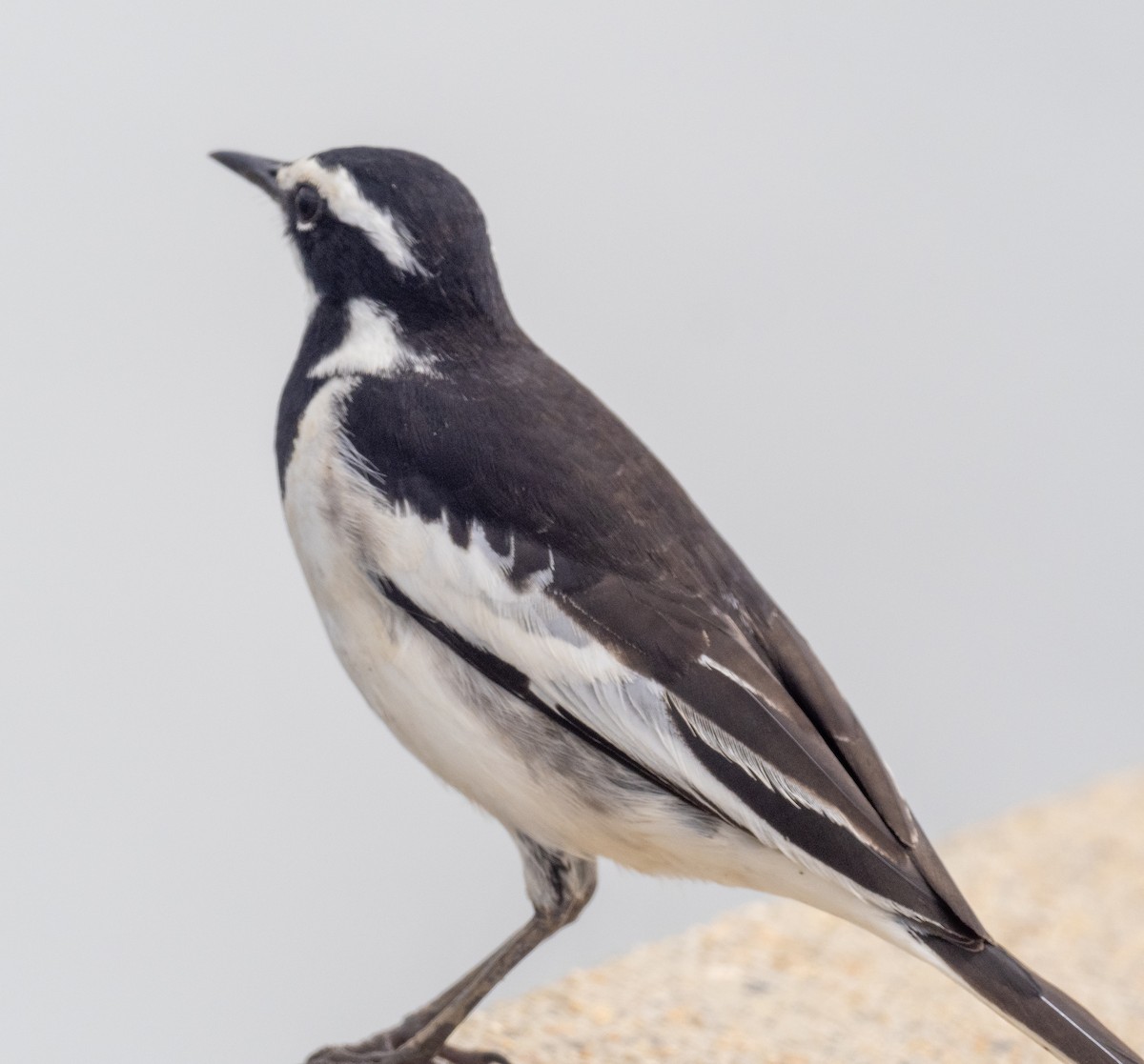 African Pied Wagtail - ML616376335
