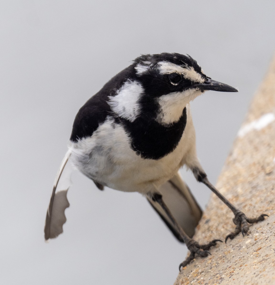 African Pied Wagtail - ML616376350