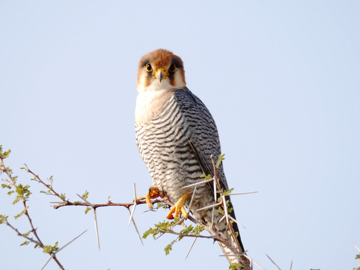 Red-necked Falcon - ML616376449