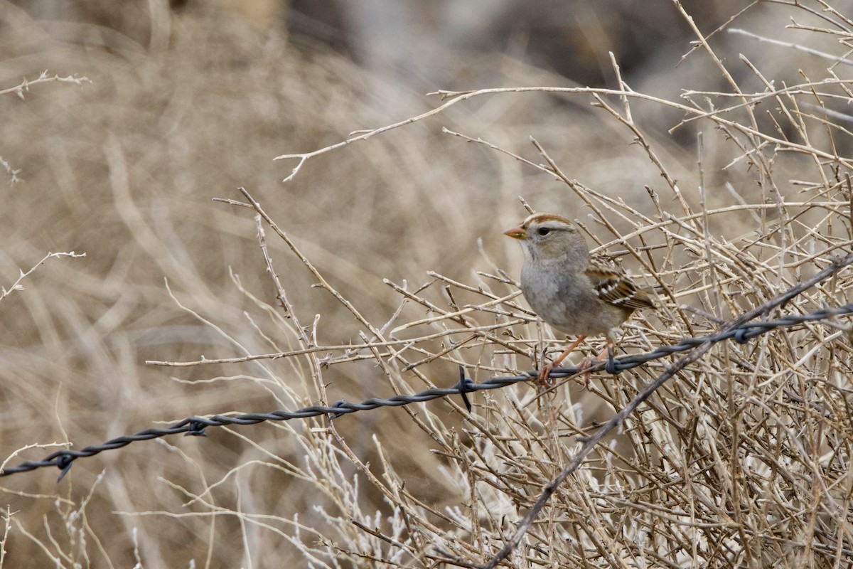 White-crowned Sparrow - ML616376515