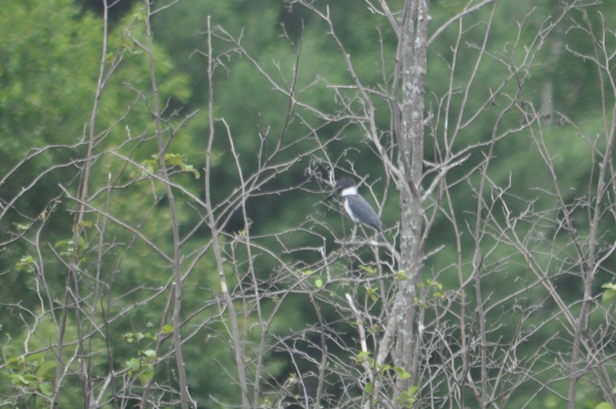 Belted Kingfisher - ML616376538