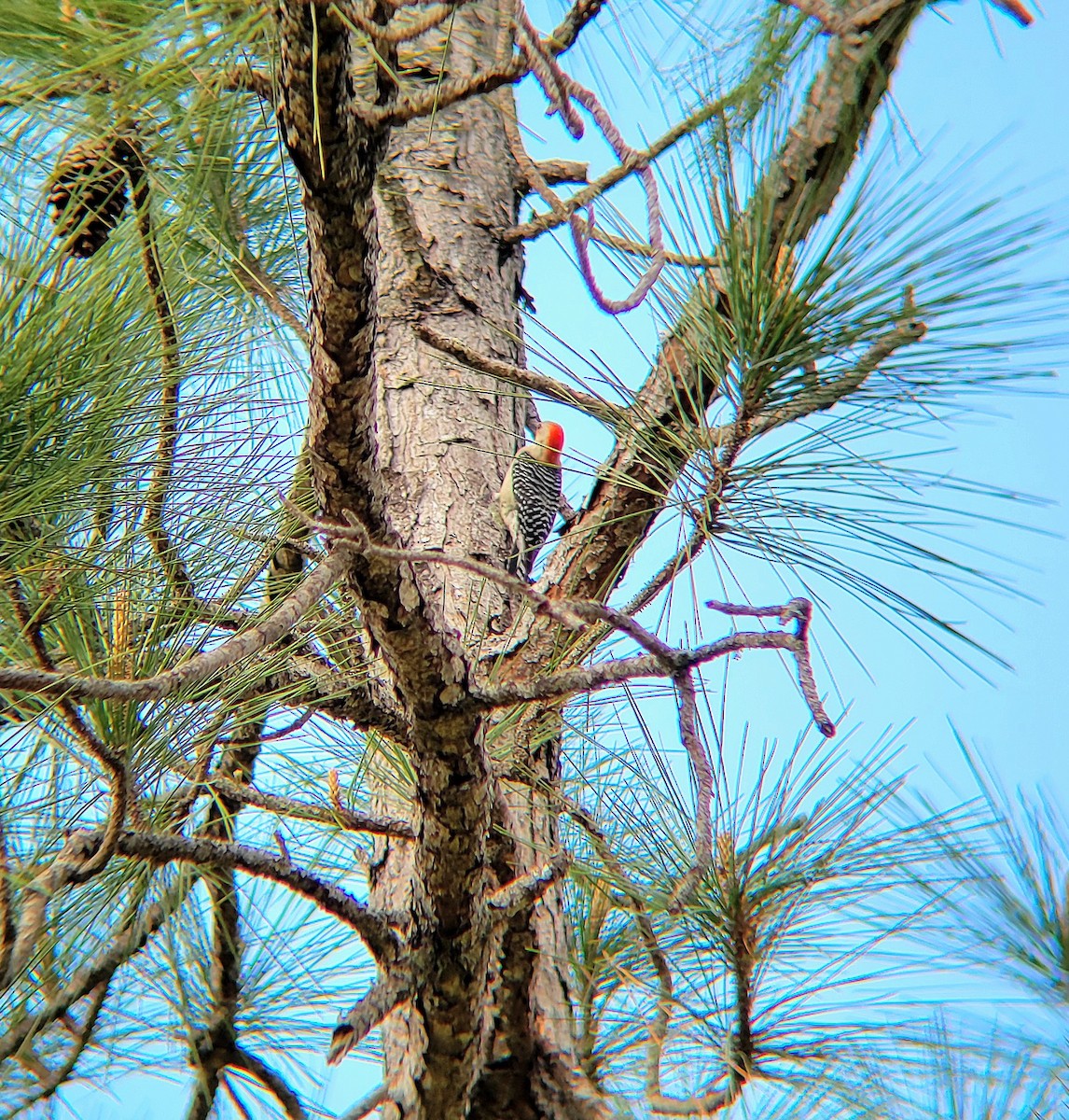 Red-bellied Woodpecker - ML616376789