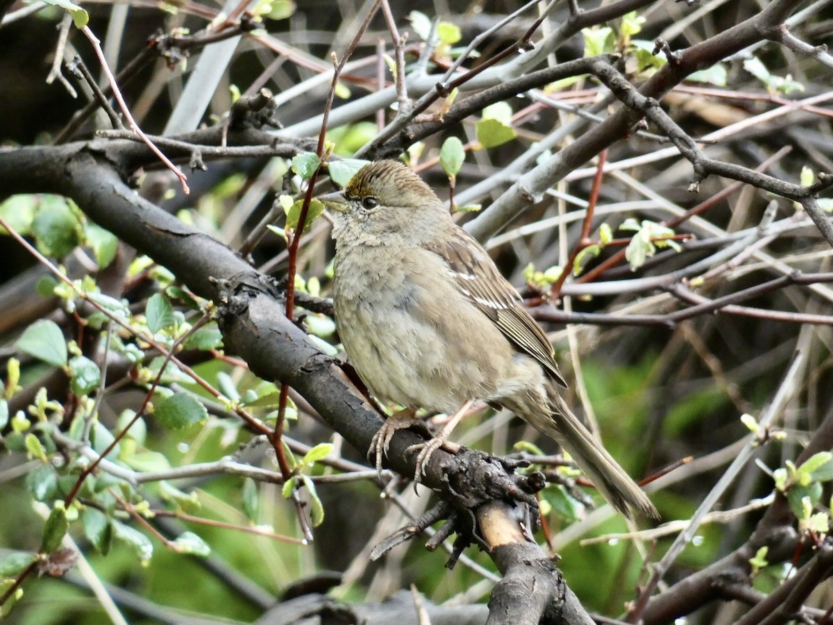 Golden-crowned Sparrow - ML616376957