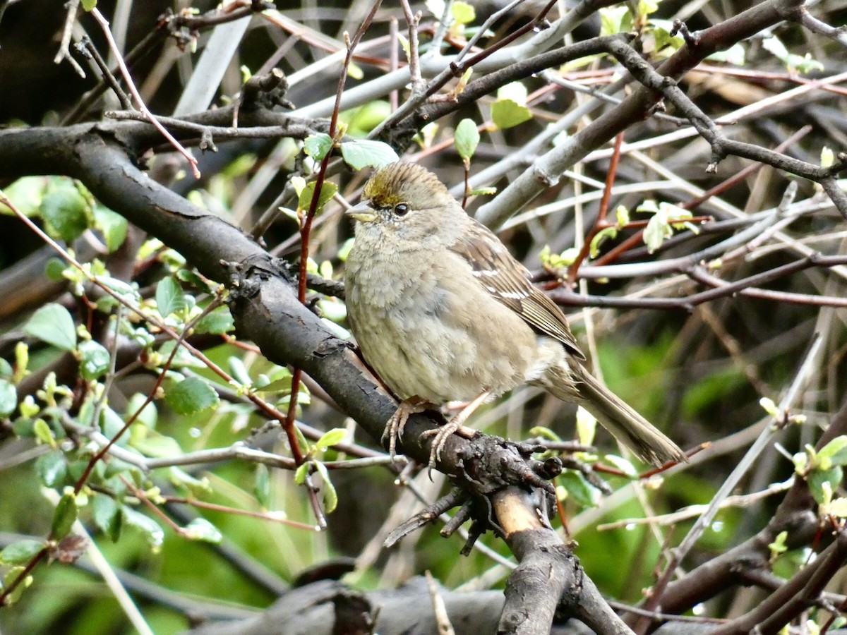 Golden-crowned Sparrow - ML616376958