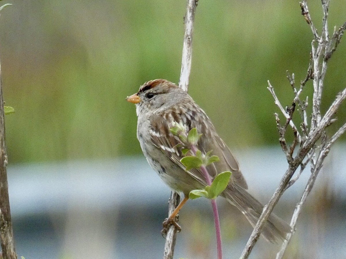 White-crowned Sparrow - Reeve Cowne