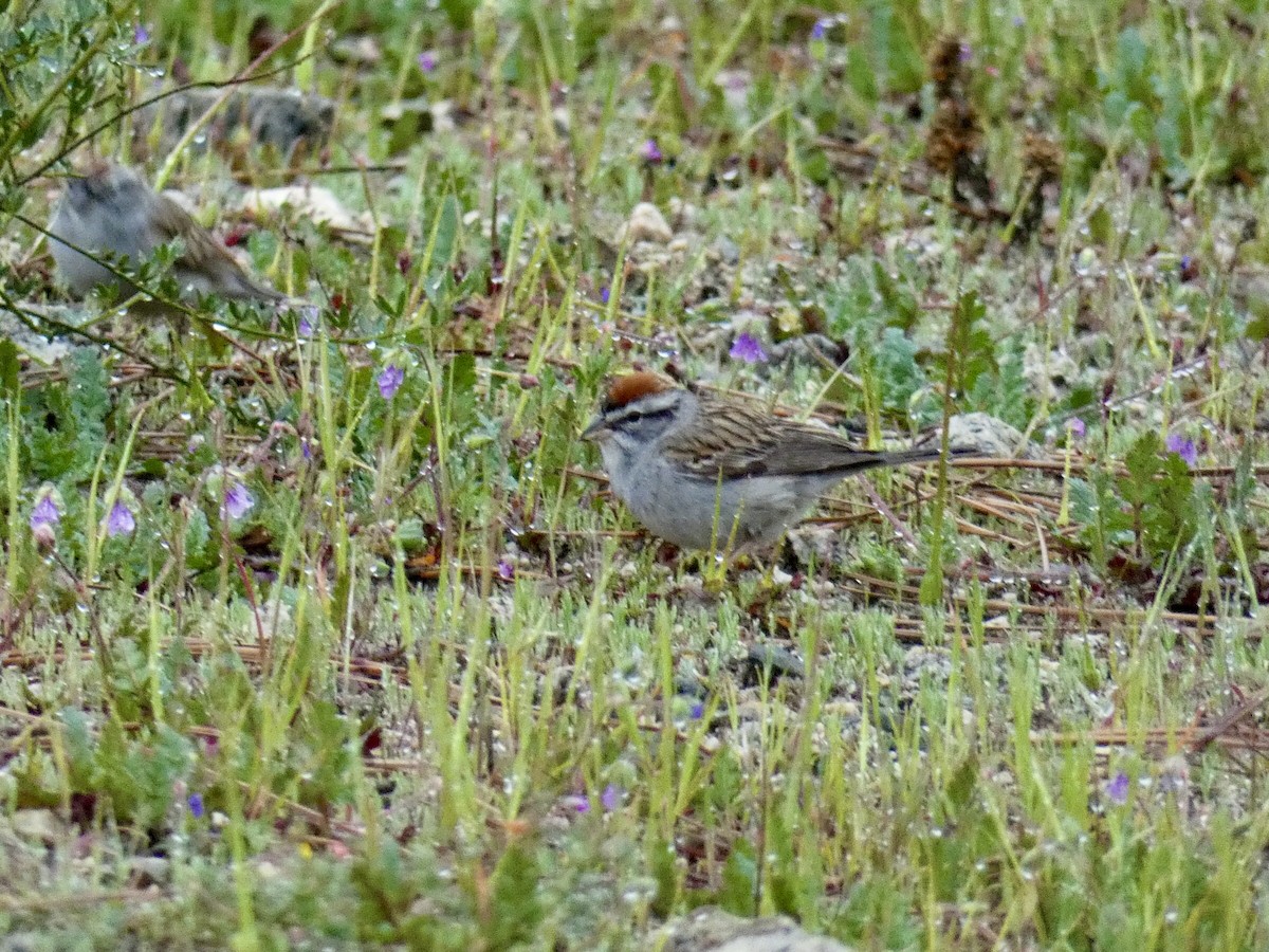 Chipping Sparrow - ML616377004