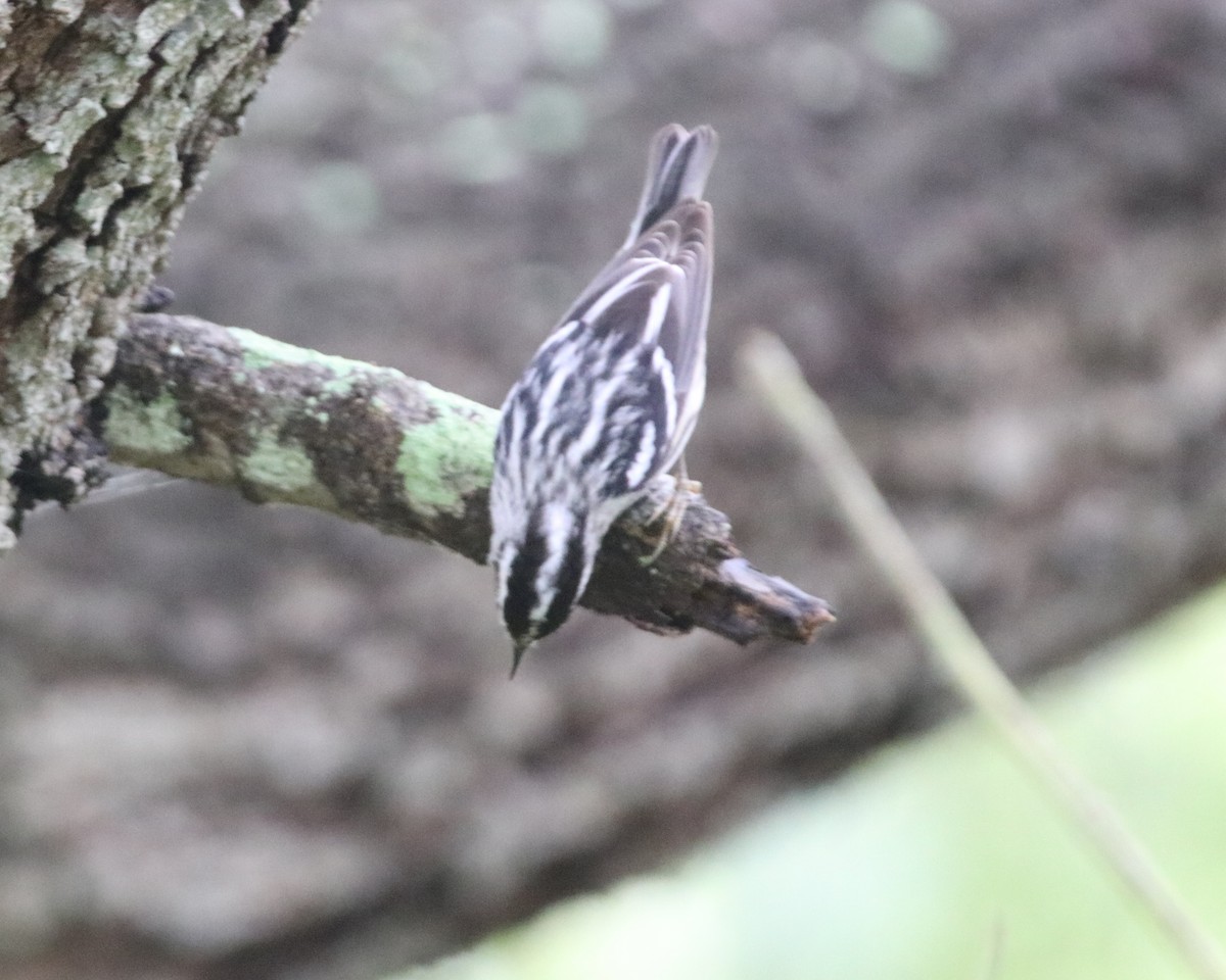 Black-and-white Warbler - ML616377109