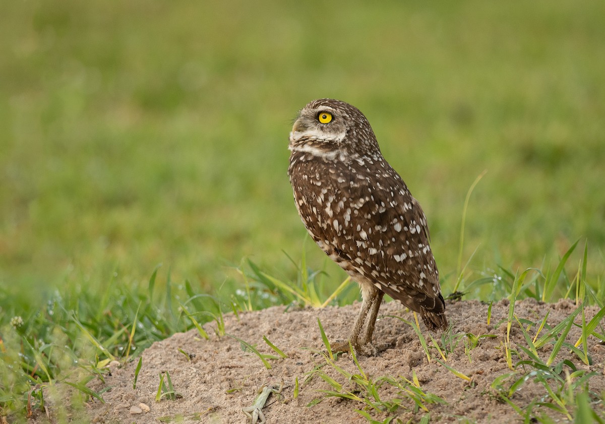 Burrowing Owl - ML616377122