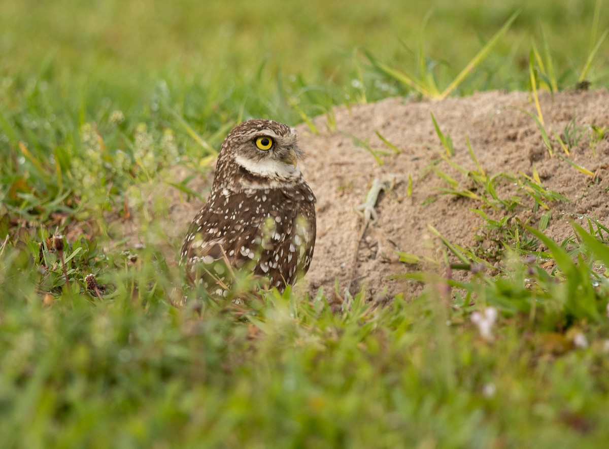 Burrowing Owl - ML616377124