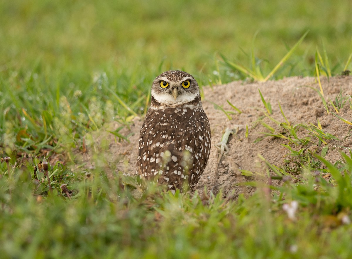Burrowing Owl - ML616377125
