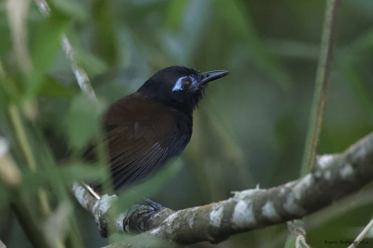 Chestnut-backed Antbird - Rogério Rodrigues