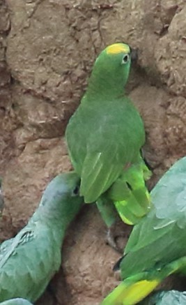 Yellow-crowned Parrot - ML616377343