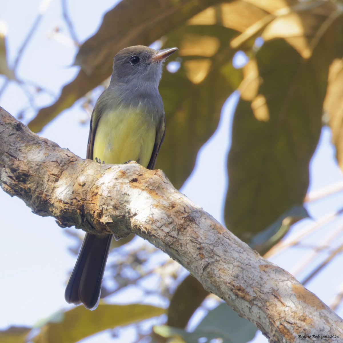 Great Crested Flycatcher - Rogério Rodrigues