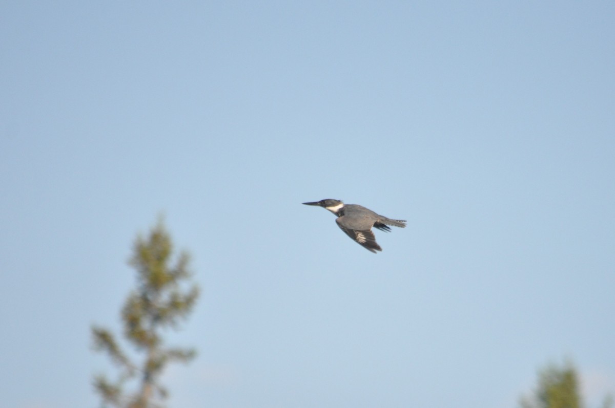 Belted Kingfisher - ML616377482