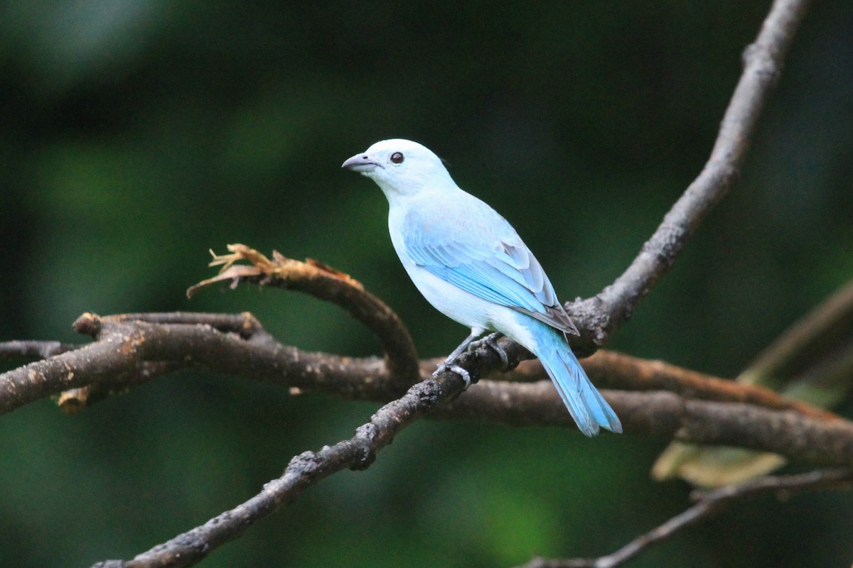 Blue-gray Tanager - ML616377507